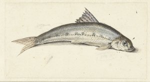 Gondel von Johannes le Francq van Berkhey
