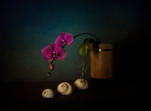 Lila Orchideen Stillleben