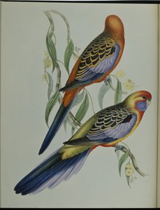 Adelaide-Sittich