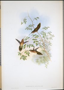 Adolphs Einsiedler (Phaethornis Adolphi) von John (after) Gould