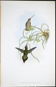 Verwandter Hermelin von John (after) Gould