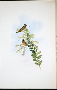 Amaura-Einsiedler (Phaethornis Amaura) von John (after) Gould