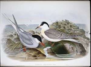 Küstenseeschwalbe (Sterna Macrura) von John (after) Gould
