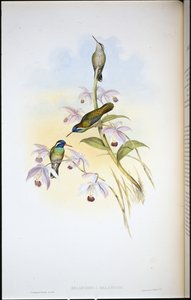 Schwarzohrenkolibri von John (after) Gould