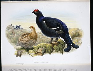 Birkhuhn (Tetrao Tetrix)