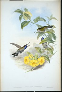 Blaukehl-Cazique (Delattria Clemenciae) von John (after) Gould
