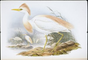 Rinderreiher (Bubulcus Rassatus)