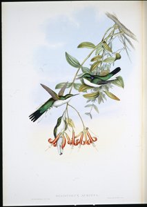 Cayenne Fee (Heliothryx Auritus)