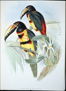 Halsband-Aracari (Pteroglossus Torquatus) von John (after) Gould
