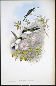 Kolumbianische Fee (Heliothrix Barroti) von John (after) Gould