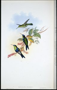 Kolumbianischer Panoplites / Kolumbianische Waldnymphe (Thalurania Colombica) von John (after) Gould
