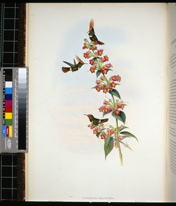 De Lattres Coquette (Lophornis Delattrei) von John (after) Gould