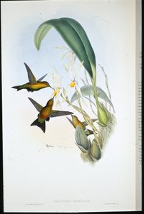 Derbys Puffbein von John (after) Gould