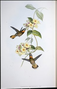 Fahlgeschwänzter Bartkehl-Kolibri (Threnetes Cervinicauda) von John (after) Gould