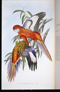 Feuriger Sittich (Platycercus Ignitus)