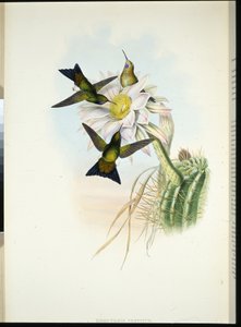Glühender Puff-leg (Eriocnemis Vestitus)