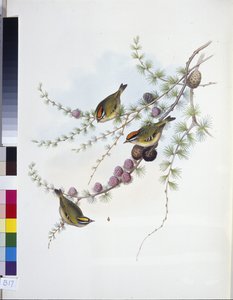 Wintergoldhähnchen (Regulus Regulus)