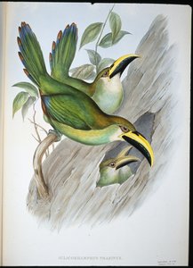Goldgrüner Rillenschnabel-Tukan (Aulacoramphus Prasinus) von John (after) Gould