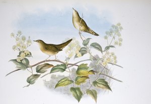 Heuschreckenrohrsänger von John (after) Gould