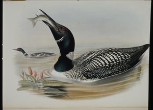 Eistaucher von John (after) Gould