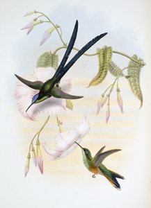 Großer Gabelschwanz-Kolibri (Hylonymphia Macrocerca) von John (after) Gould