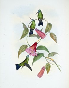 Grün & Blau Saphir (Eucephala Smaragdocaerulea)