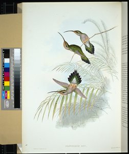 Guys Einsiedler (Phaethornis Guy)