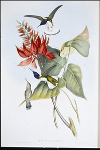 Jakobin (Florisuga Mellivora) von John (after) Gould