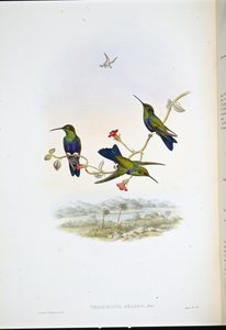 Jelskis Waldnymphe von John (after) Gould