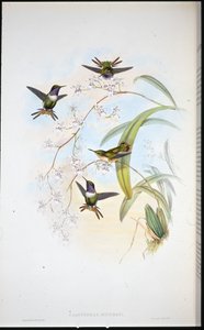Jourdans Waldstern (Calothorax Jourdani) von John (after) Gould