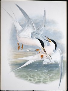 Rotmilan (Milvus Regalis) von John (after) Gould