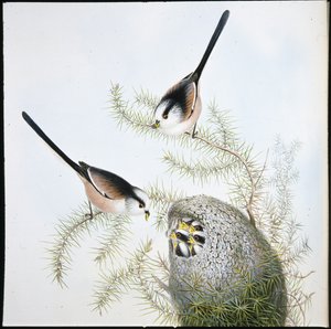 Schwanzmeise (Mecistura Caudata) von John (after) Gould