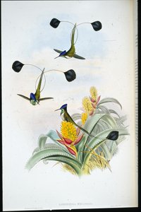 Wunderbarer Kolibri (Loddigesia Mirabilis) von John (after) Gould
