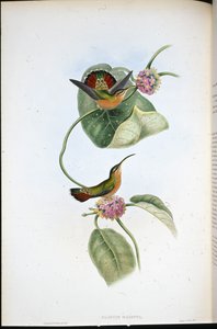 Mazeppa-Einsiedler (Glaucis Mazeppa)