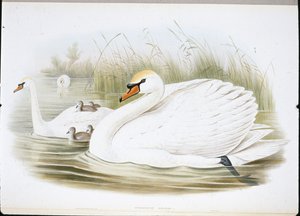 Höckerschwan (Cygnus Olor) von John (after) Gould