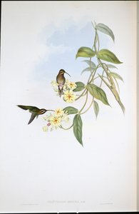 Dunkler Einsiedler von John (after) Gould