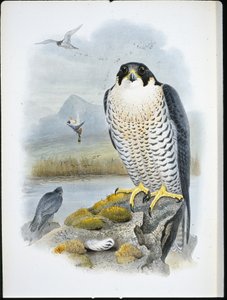 Wanderfalke (Falco Peregrinus)