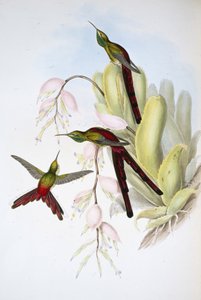 Phaon-Komet