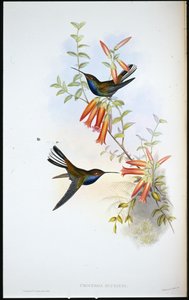 Schwarzweißer Kolibri von John (after) Gould