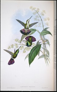 Prevots Mango von John (after) Gould