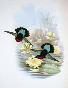Purpurbrust-Karib von John (after) Gould