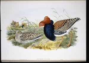 Kampfläufer (Machetes Pugnax) von John (after) Gould