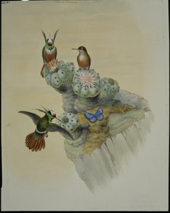 Salvins Coquette (Lophornis Adorabilis)