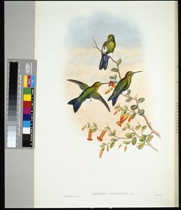 Saphirbauch-Puffbein (eriocnemis sapphiropygia)
