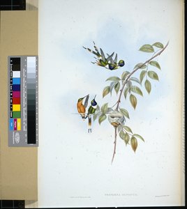 Funkelschwanz (handkolorierte Lithografie) von John (after) Gould
