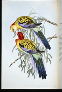 Prachtrosella (Platycercus Splendidus)