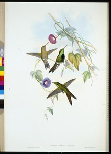 St. Domingo Kolibri (Sporadinus Elegans)