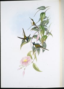 Sonnenjuwel (Heliactin Cornuta) von John (after) Gould