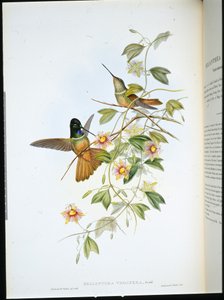 Violettkehliger Sternfrontlet (Helianthea Violifera) von John (after) Gould