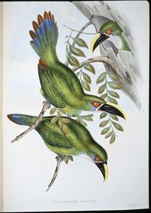 Weißband-Tukan (Aulacoramphus Albivitta) von John (after) Gould